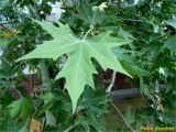 Platanus orientalis