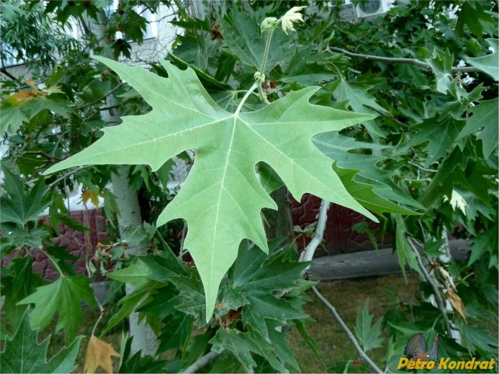 Изображение особи Platanus orientalis.