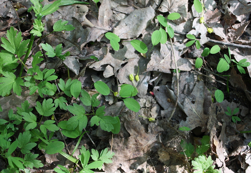 Image of Corydalis solida specimen.