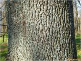 Platanus × acerifolia. Часть ствола на уровне 1.5 м. Украина, г. Николаев, Заводской р-н, парк \"Лески\", лиственные насаждения. 28.12.2017.