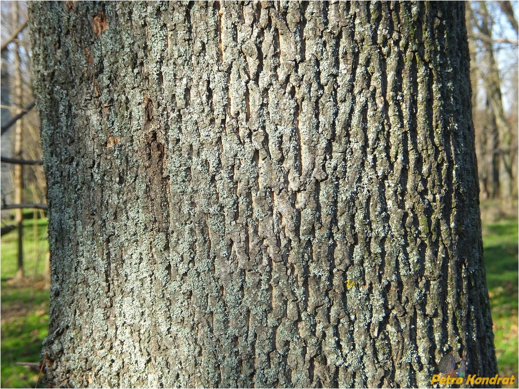 Изображение особи Platanus &times; acerifolia.