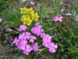 Dianthus versicolor. Цветущие растения (вверху Bupleurum multinerve). Казахстан, Рудный Алтай, Черный узел.