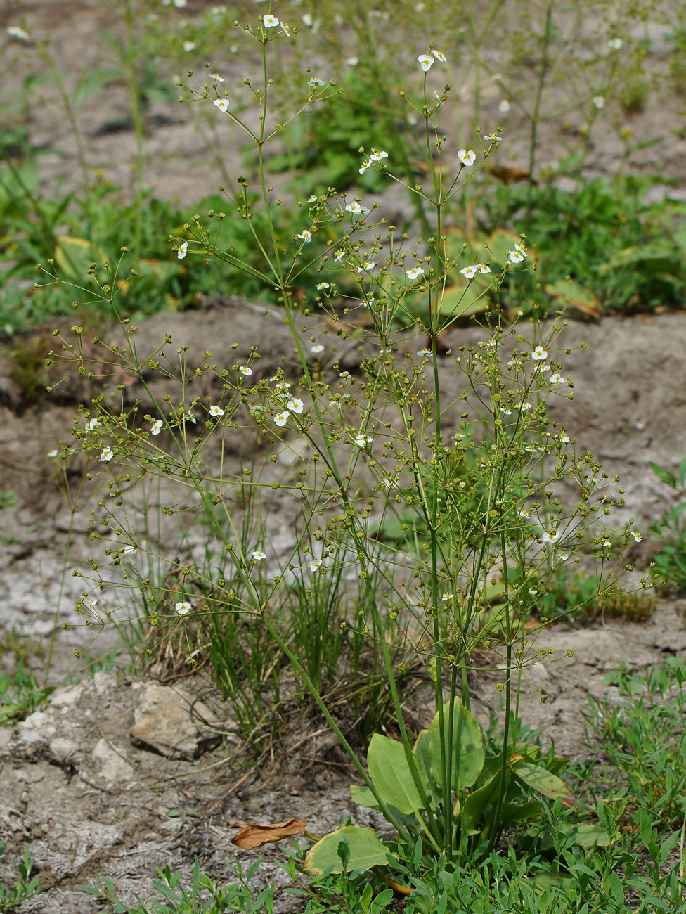 Image of Alisma plantago-aquatica specimen.