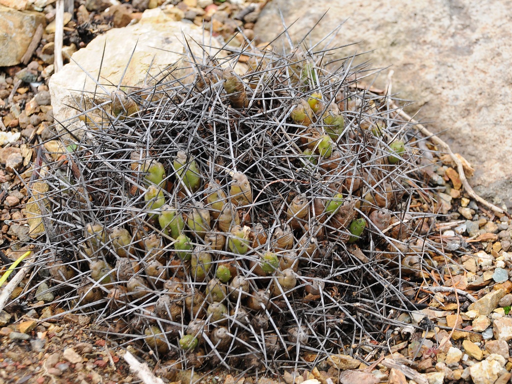 Изображение особи Maihueniopsis glomerata.