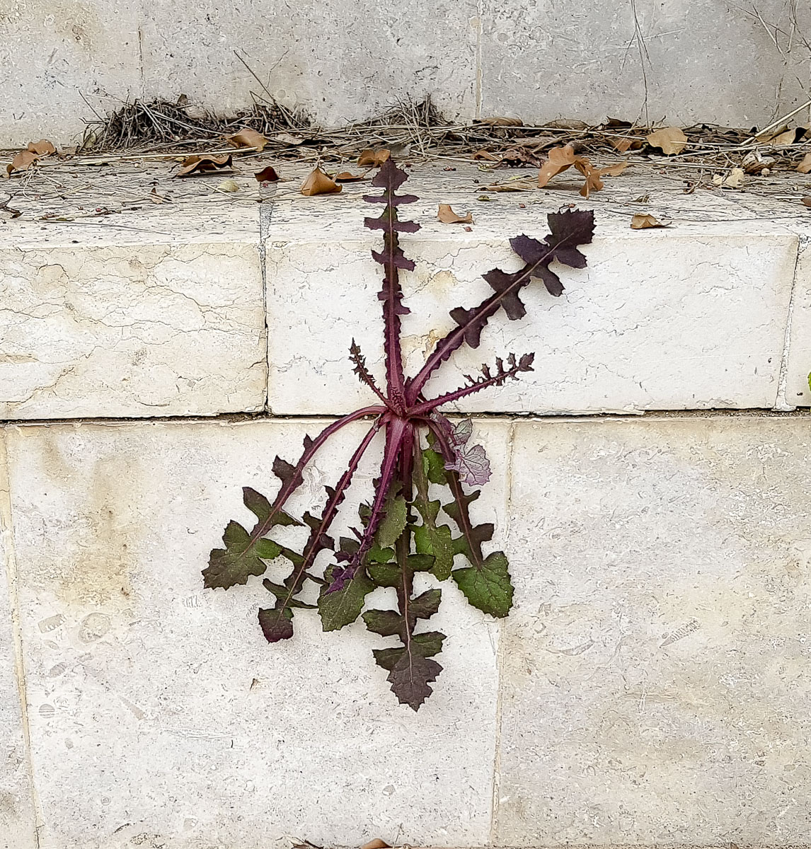 Image of Sonchus oleraceus specimen.