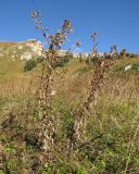 Cirsium chlorocomos