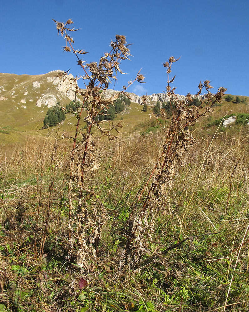 Изображение особи Cirsium chlorocomos.