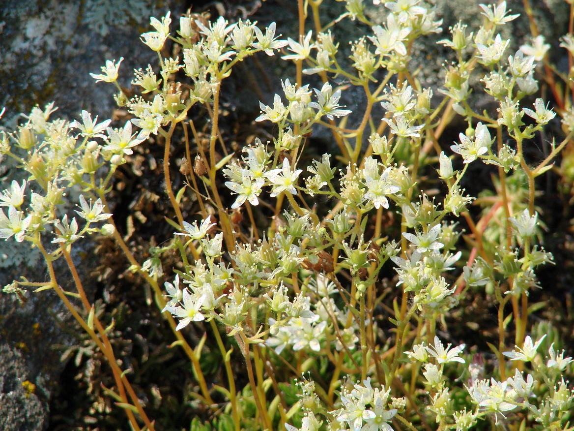 Image of Saxifraga spinulosa specimen.