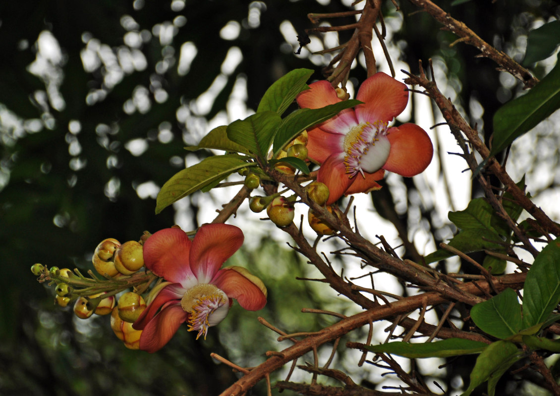 Image of Couroupita guianensis specimen.