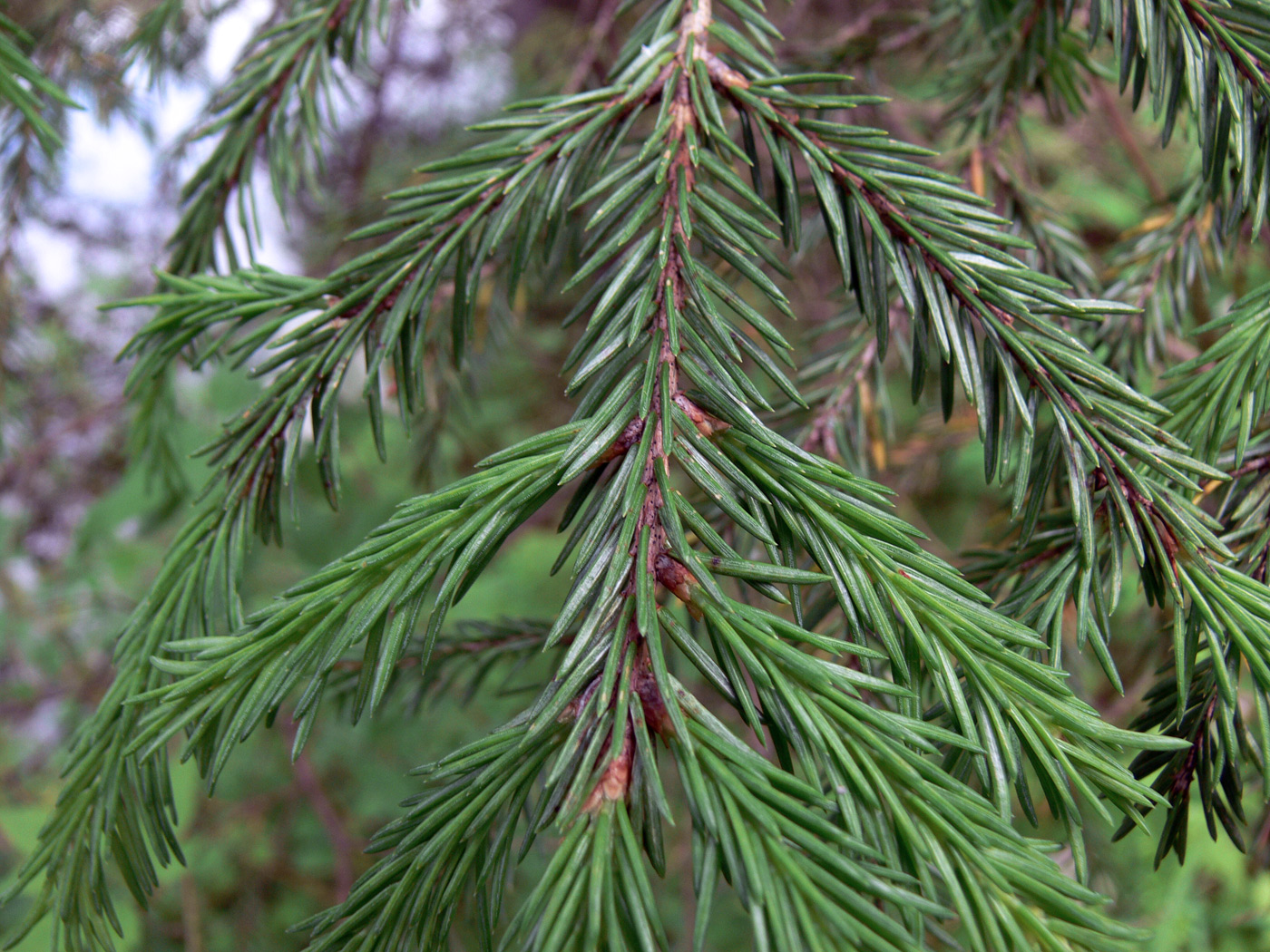 Изображение особи Picea obovata.