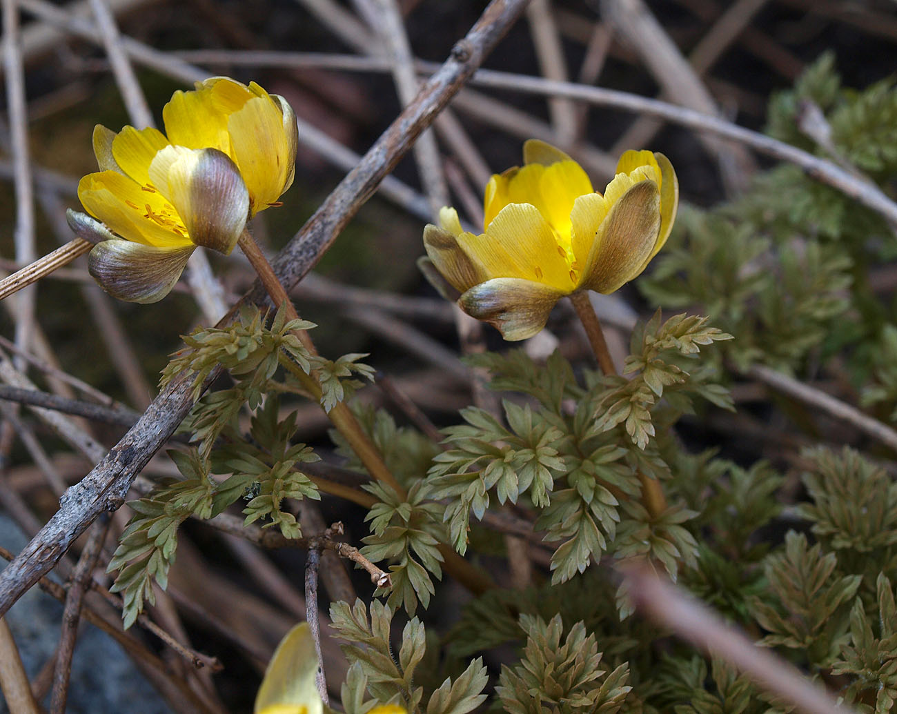 Image of Adonis amurensis specimen.