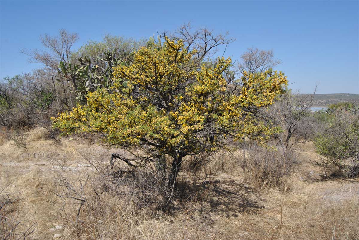 Изображение особи Vachellia farnesiana.