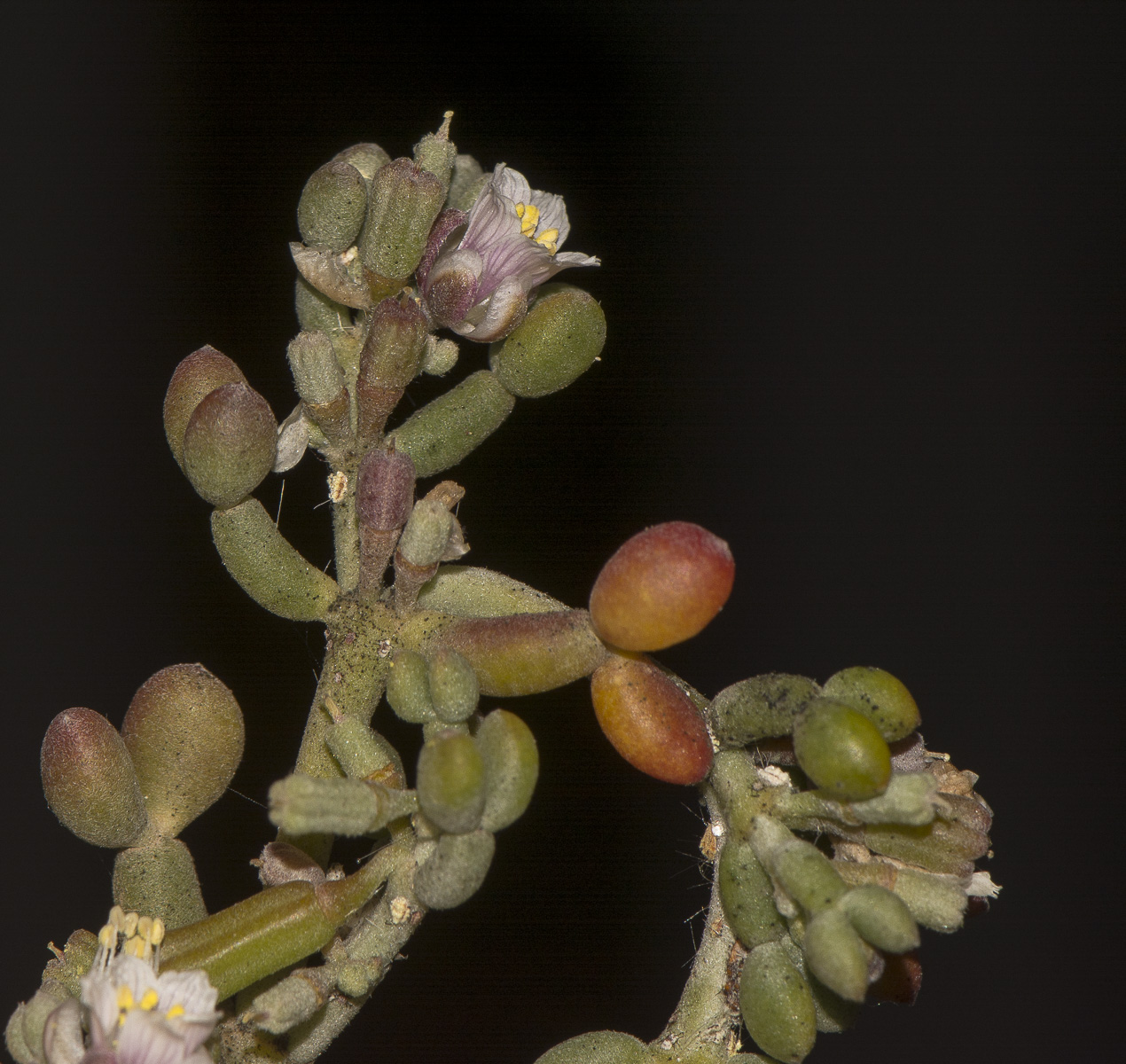 Изображение особи Tetraena gaetula.