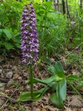 Orchis subspecies caucasica