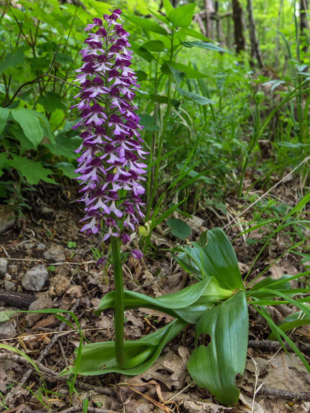 Image of Orchis purpurea ssp. caucasica specimen.