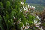 Astragalus demetrii