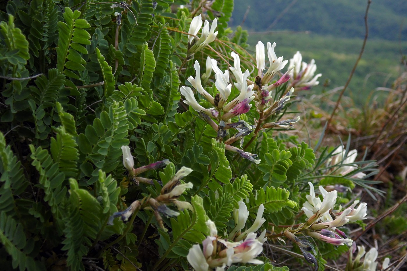 Изображение особи Astragalus demetrii.