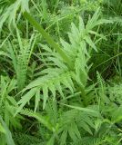 genus Valeriana
