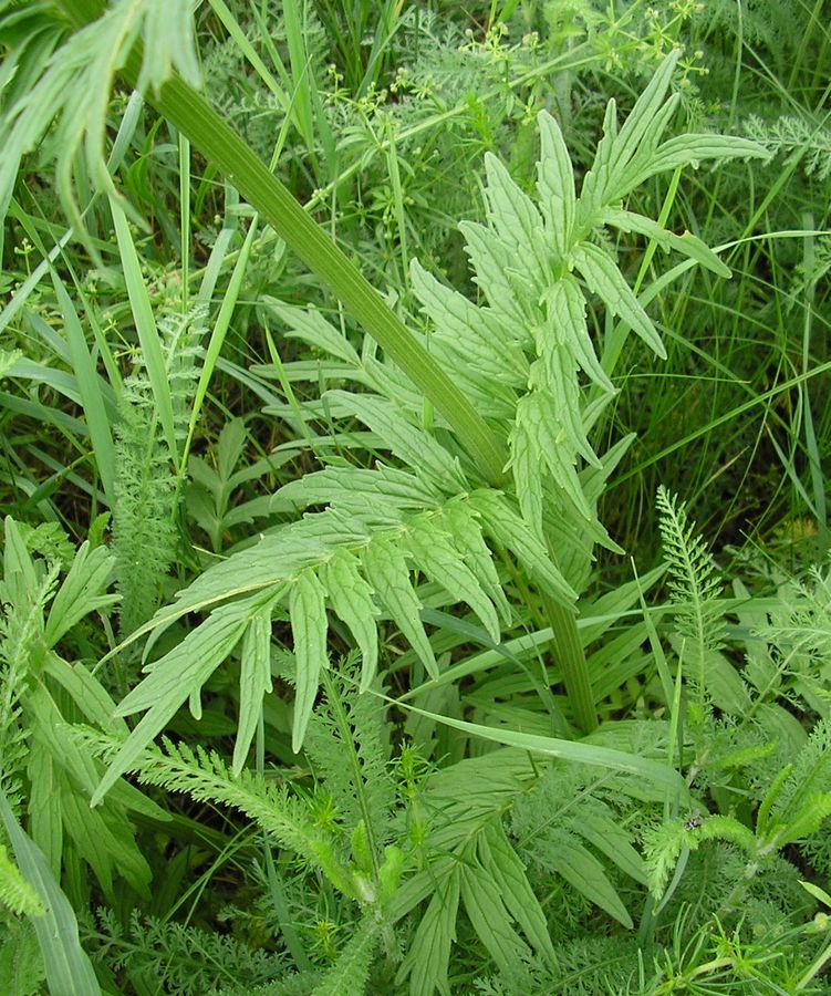 Image of genus Valeriana specimen.