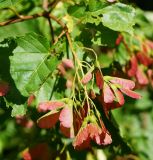 Acer tataricum