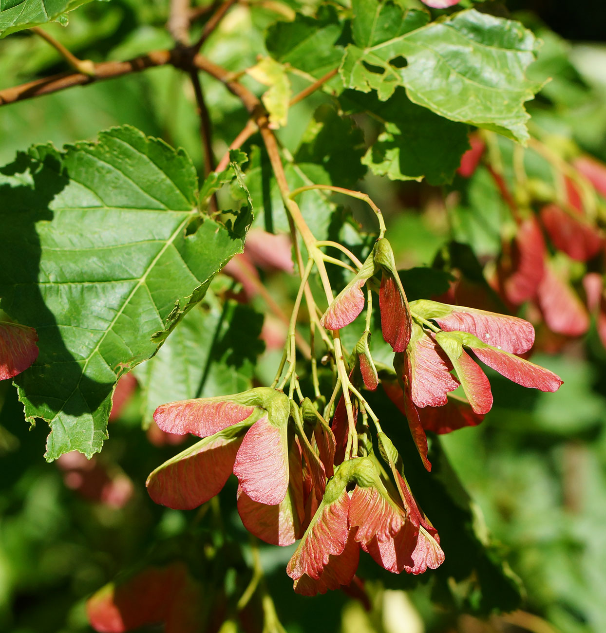 Image of Acer tataricum specimen.