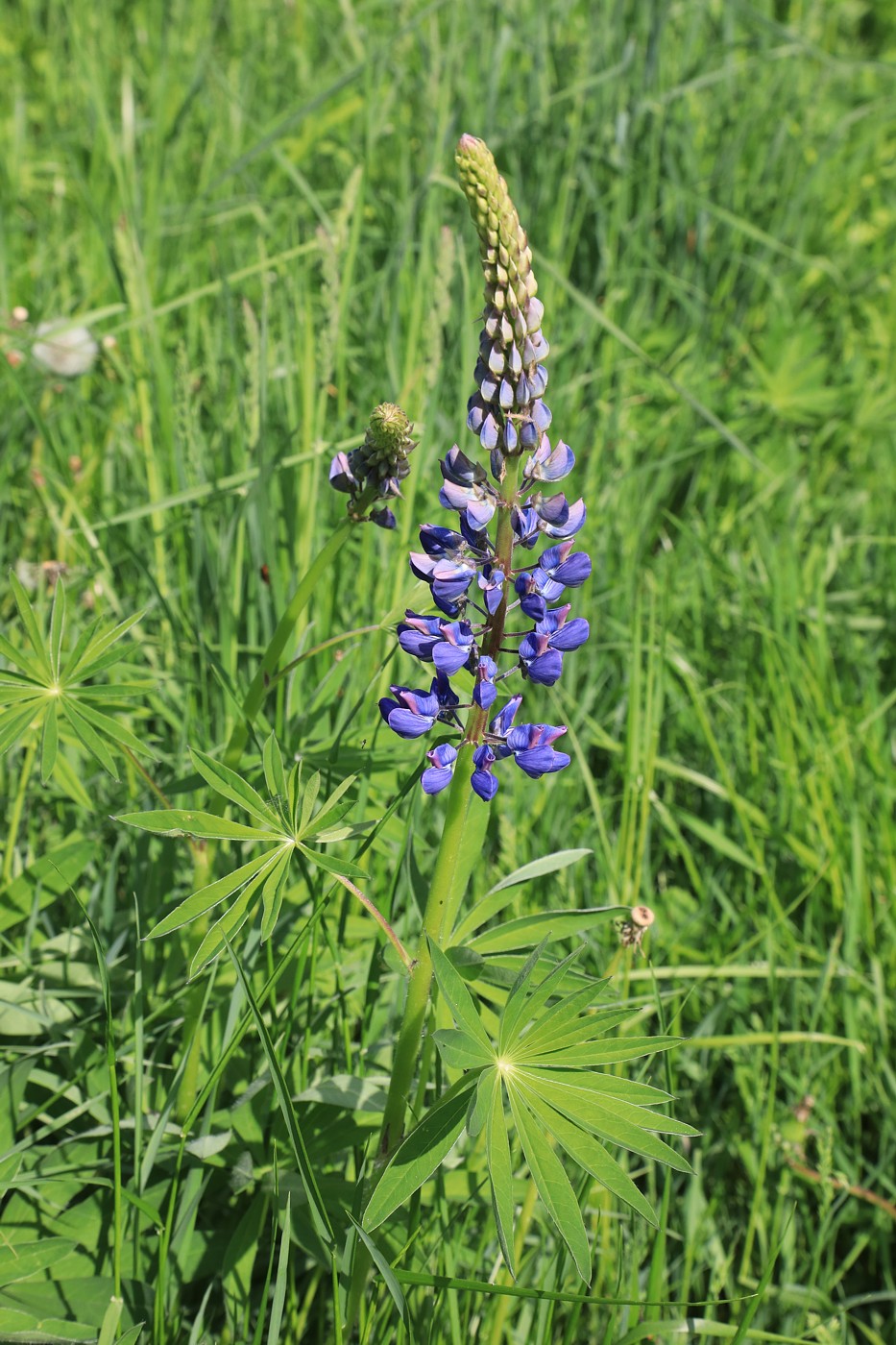 Image of Lupinus polyphyllus specimen.