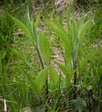 Centaurea