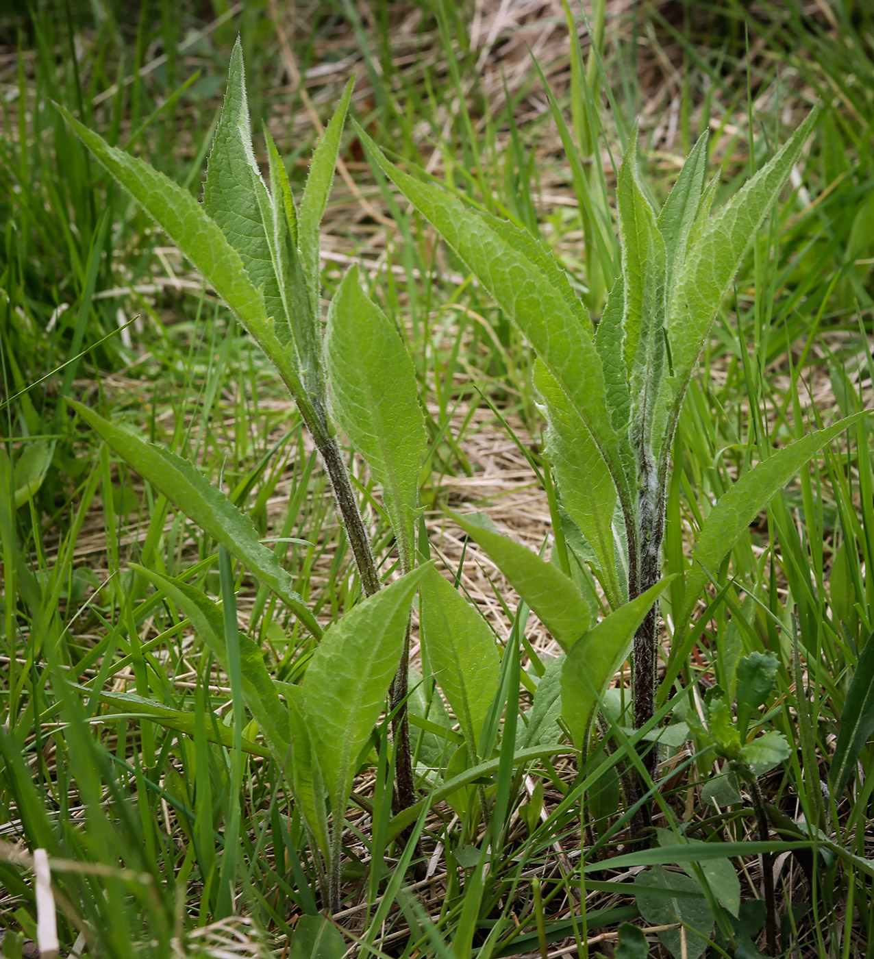 Изображение особи род Centaurea.