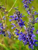 Salvia pratensis. Соцветие. Тульская обл., Ефремовский р-н, долина р. Красивая Меча, разнотравная степь. 03.06.2018.