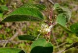 Lonicera xylosteum