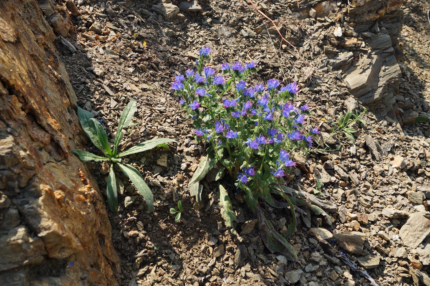 Изображение особи Echium vulgare.