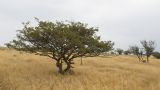 Crataegus taurica. Плодоносящее дерево. Крым, Керченский п-ов, Приазовье, склон горы Ташкалак. 16.06.2018.