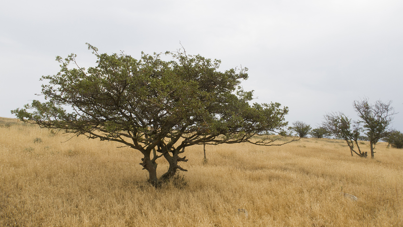 Image of Crataegus taurica specimen.