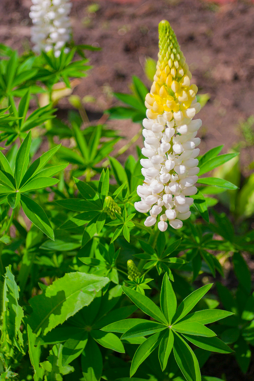 Изображение особи Lupinus &times; regalis.