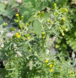 Senecio vulgaris. Верхушки побегов цветущего растения. Пермский край, Свердловский р-н, площадка покрытая гравием у административного здания. 30.06.2018.