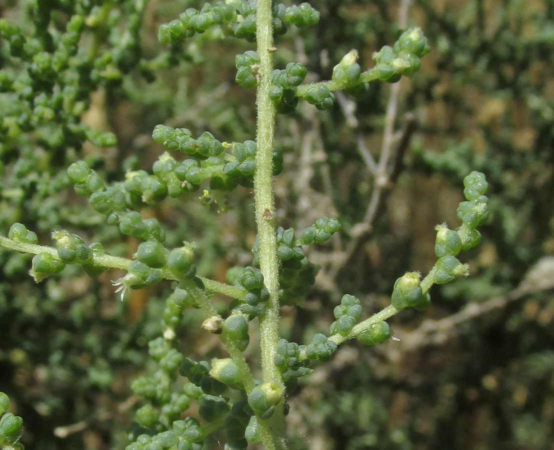 Изображение особи Salsola dendroides.