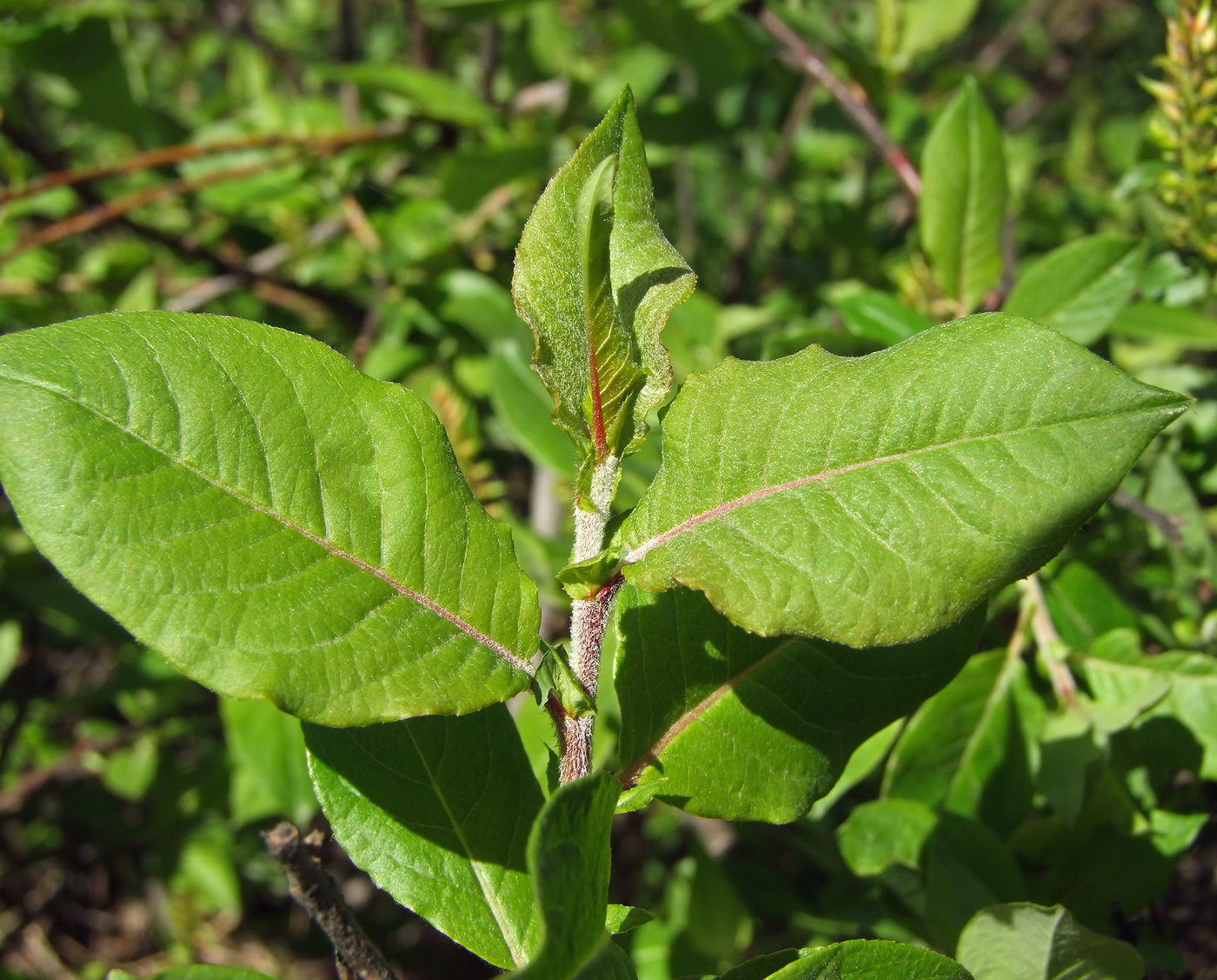 Image of Salix hastata specimen.