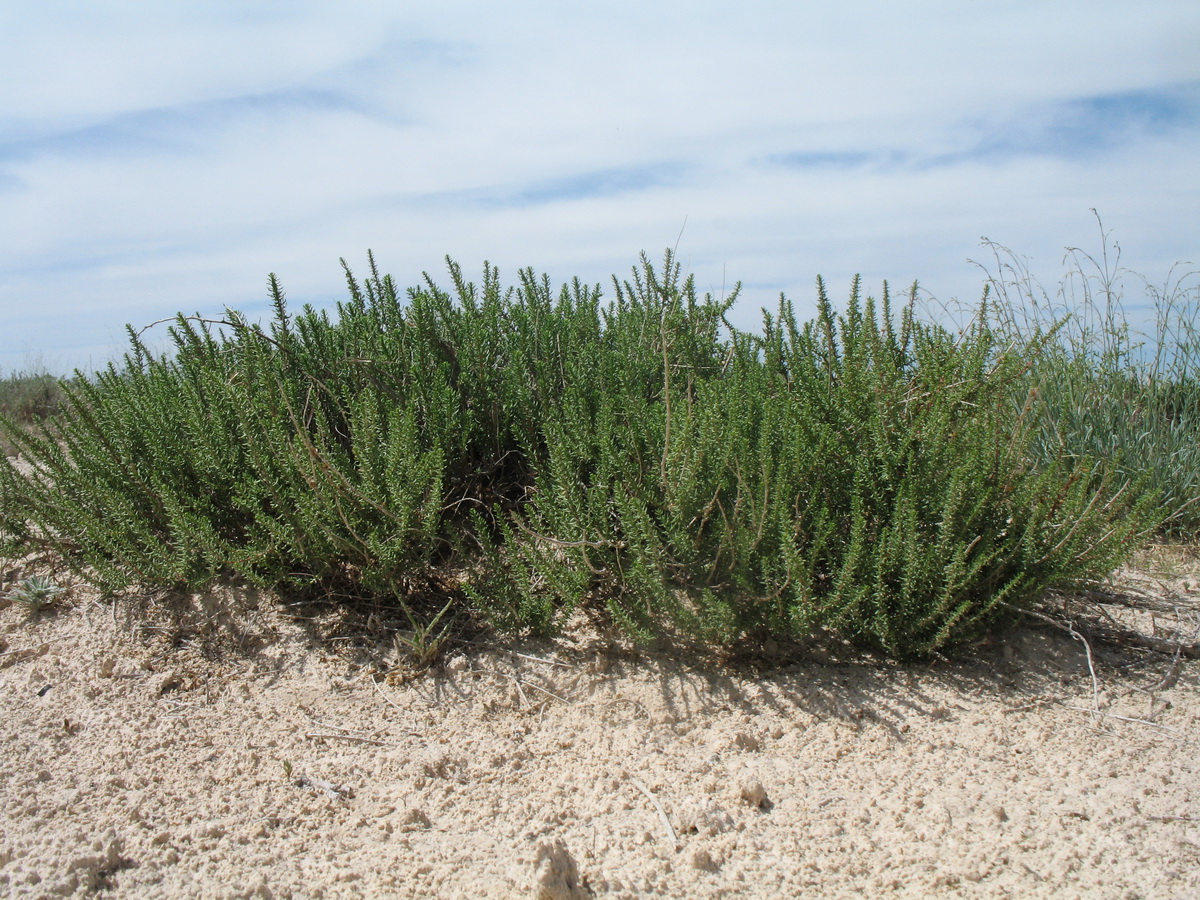 Изображение особи Salsola laricina.