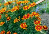 Tagetes patula