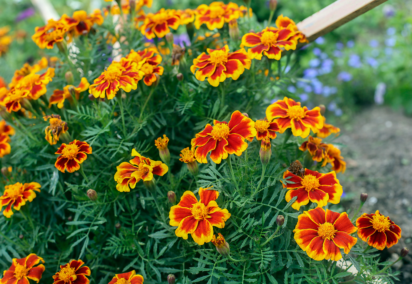 Image of Tagetes patula specimen.