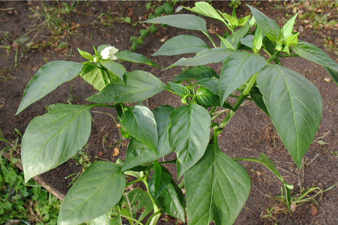 Изображение особи Capsicum annuum.