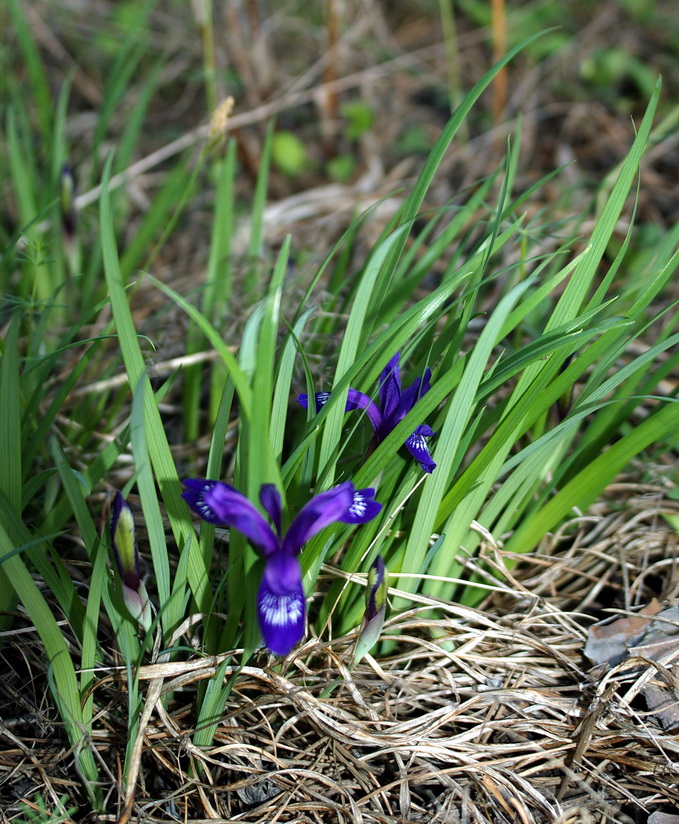 Изображение особи Iris ruthenica.