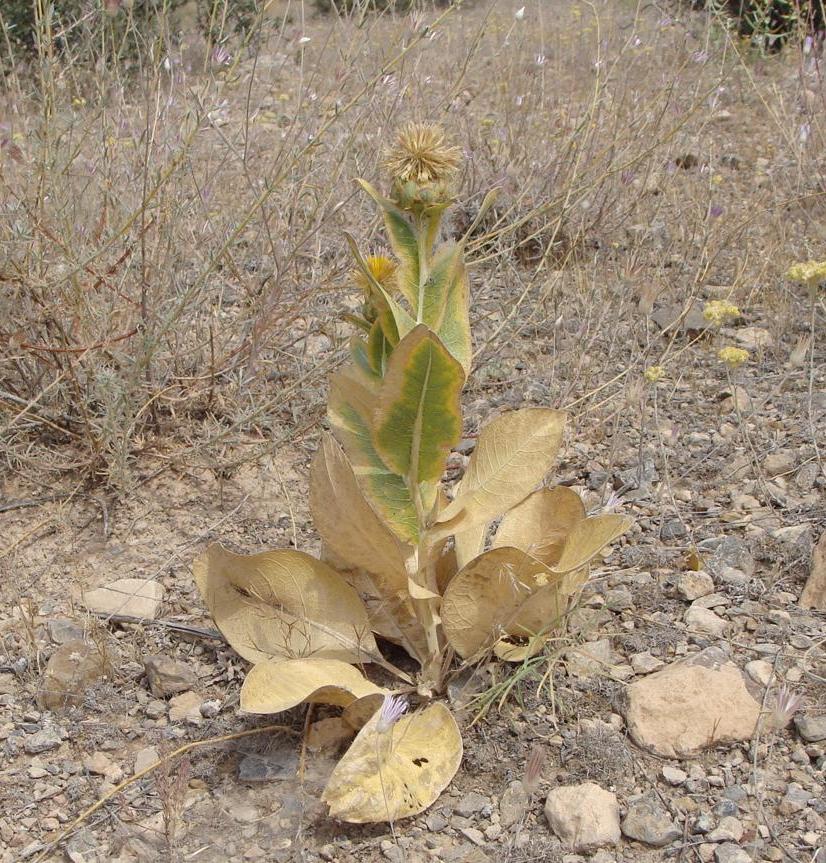 Изображение особи Tomanthea carthamoides.