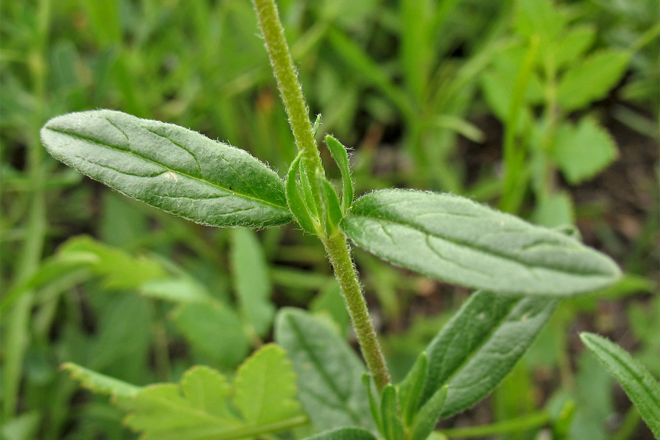 Image of Helianthemum ovatum specimen.