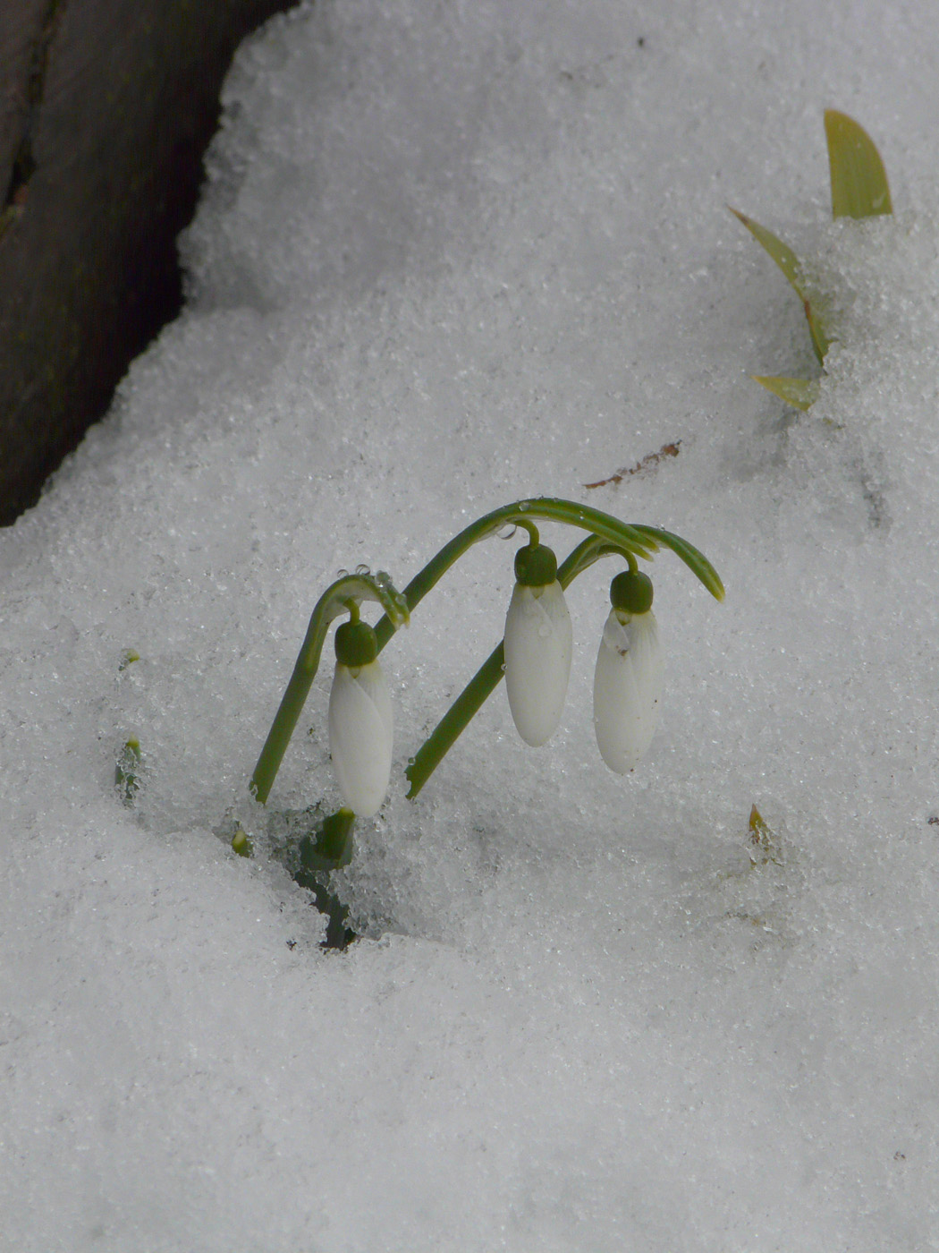 Изображение особи Galanthus graecus.