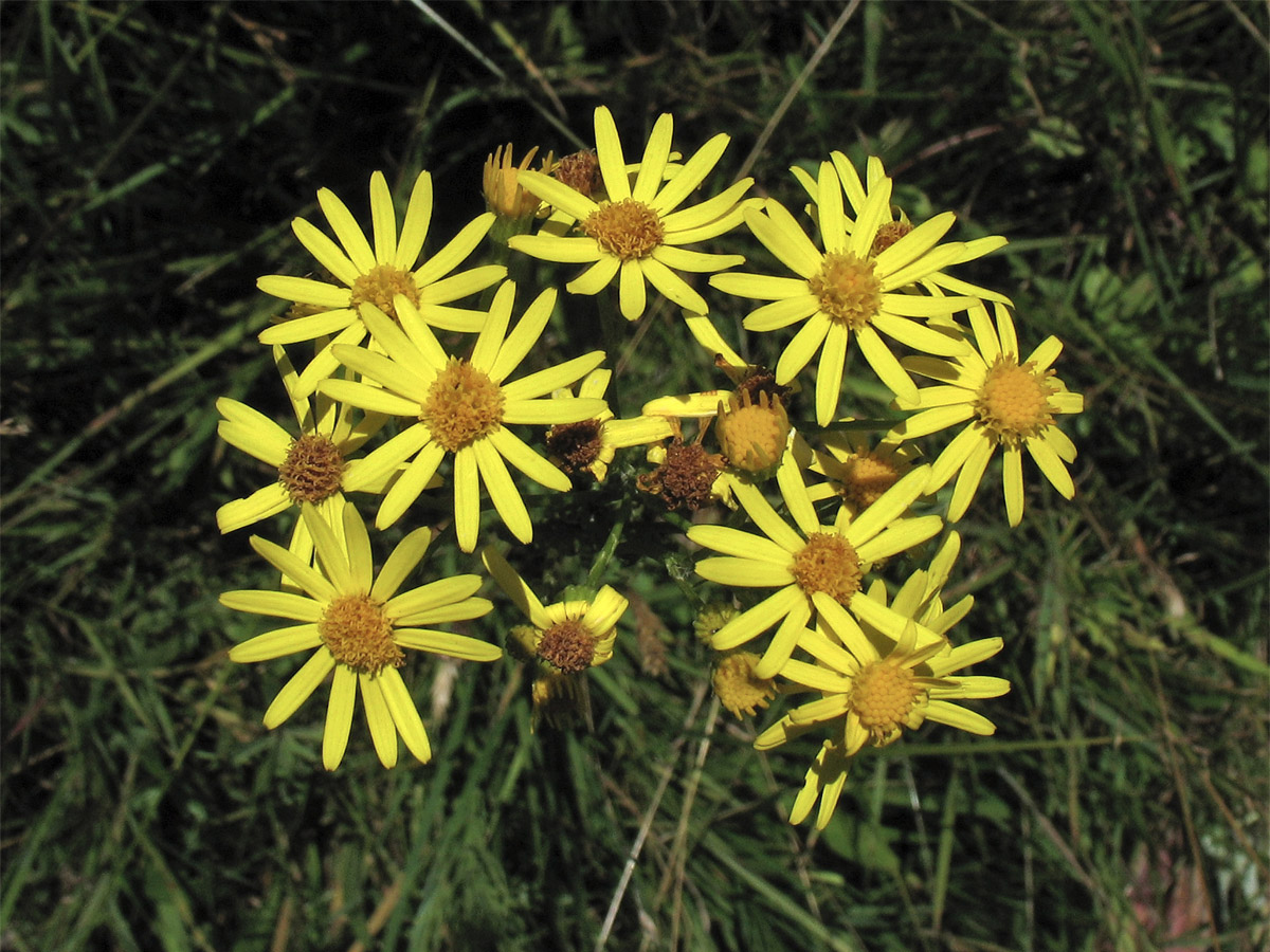 Изображение особи Senecio jacobaea.