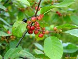 Frangula alnus