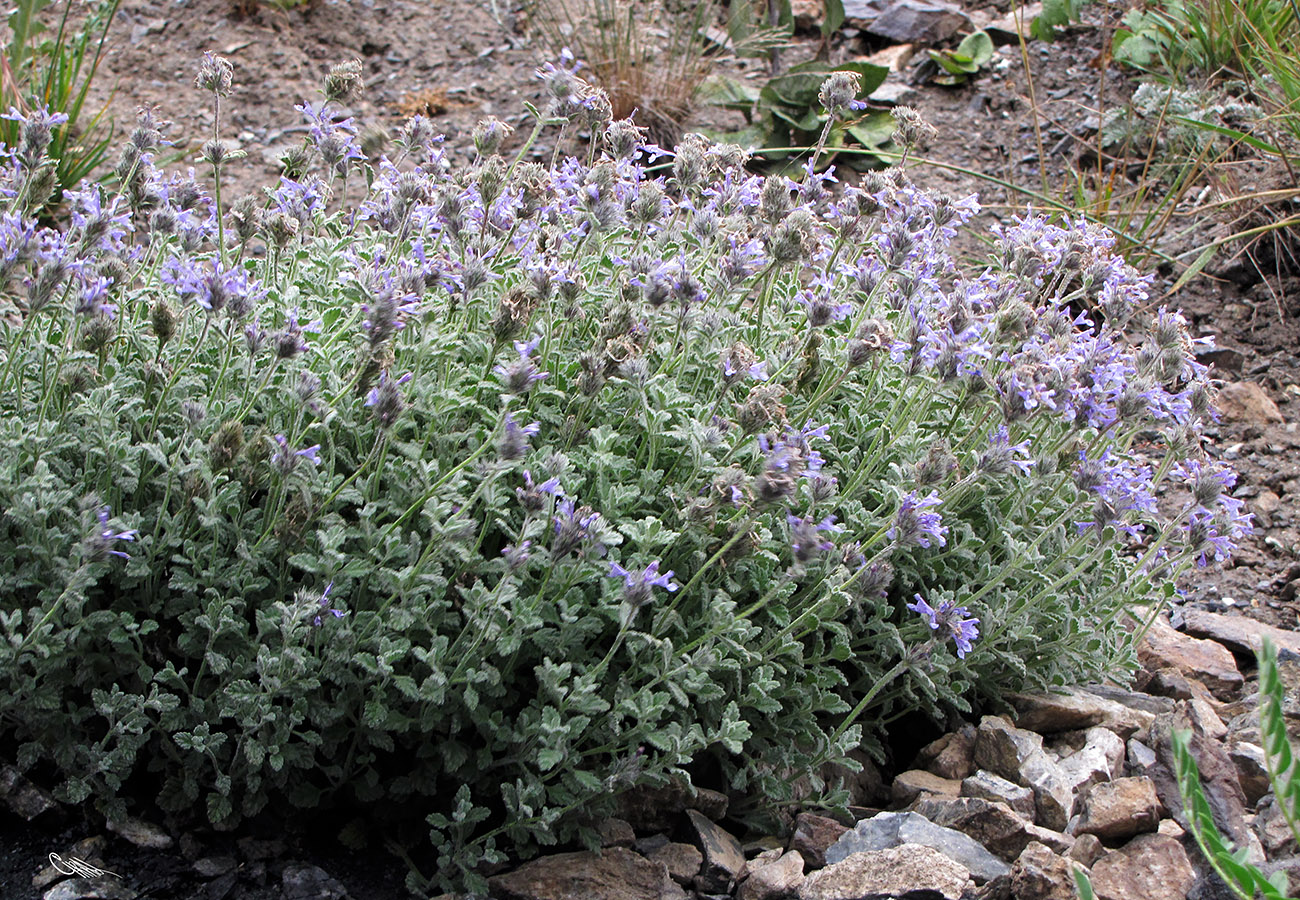 Image of Nepeta kokanica specimen.