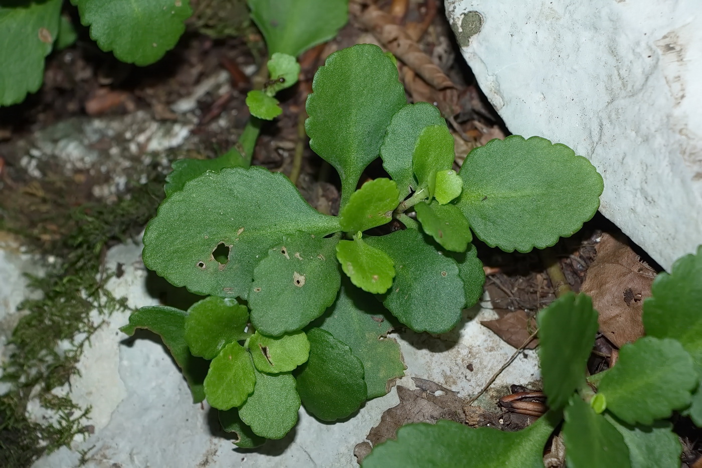 Изображение особи Chiastophyllum oppositifolium.