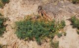 Peganum harmala. Плодоносящее растение. Узбекистан, г. Ташкент, Юнусабадский р-н, склон холма Кулоктепа (Quloqtepa). 22.07.2018.